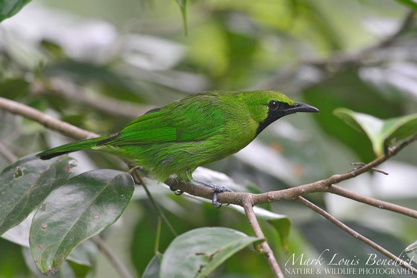 Master Of Camouflage - Lesser Green Leafbird (Chloropsis c… | Flickr