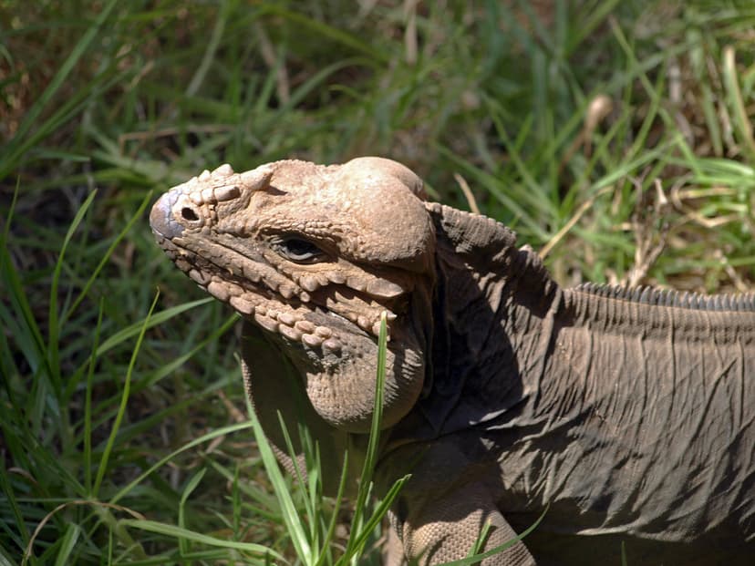Iguana rinoceronte, Cyclura cornuta (Rancho Texas Lanzarot… | Flickr