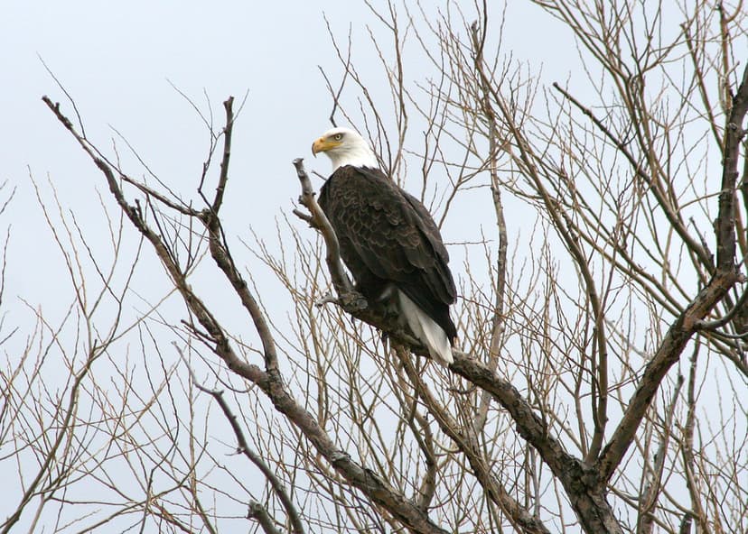 american_bald_eagle_nowak_odfw.jpg | -Photo by Kathy Nowak, … | Flickr