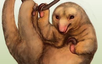 Silky Anteater, Cyclopes didactylus, Camelli Camelton, htt… | Flickr