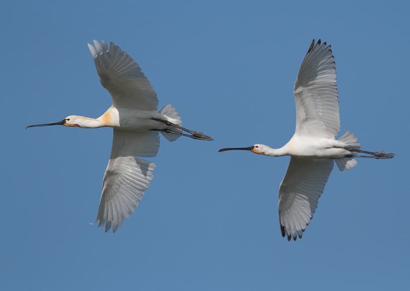 Platalea leucorodia - Espátula - Colhereiro - Spatule blan… | Flickr