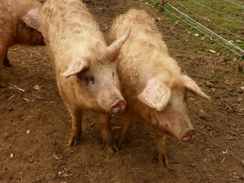 Domestic pigs (Sus scrofa domesticus) | Domestic pigs (Sus s… | Flickr