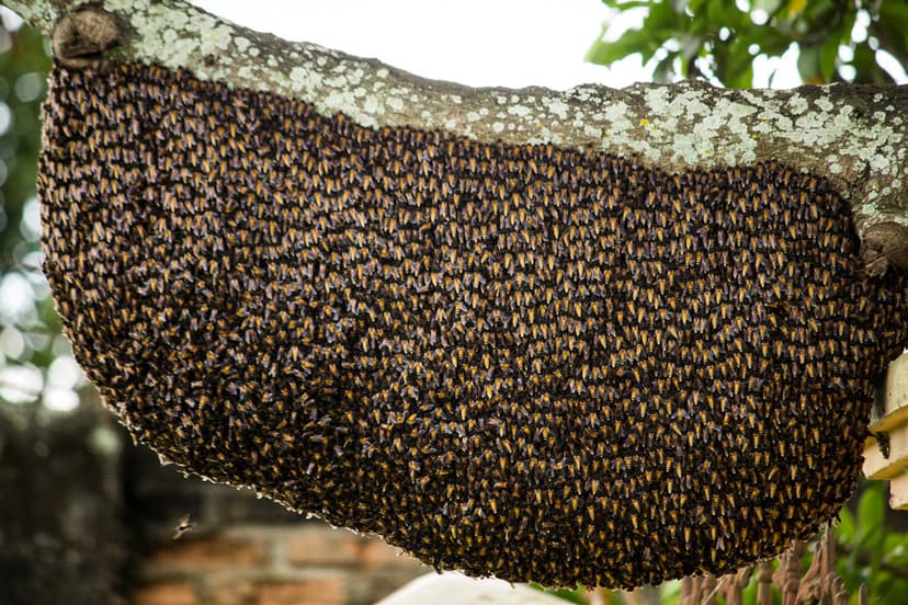 Giant Honey Bee (Apis Dorsata Binghami) | A large colony of … | Flickr
