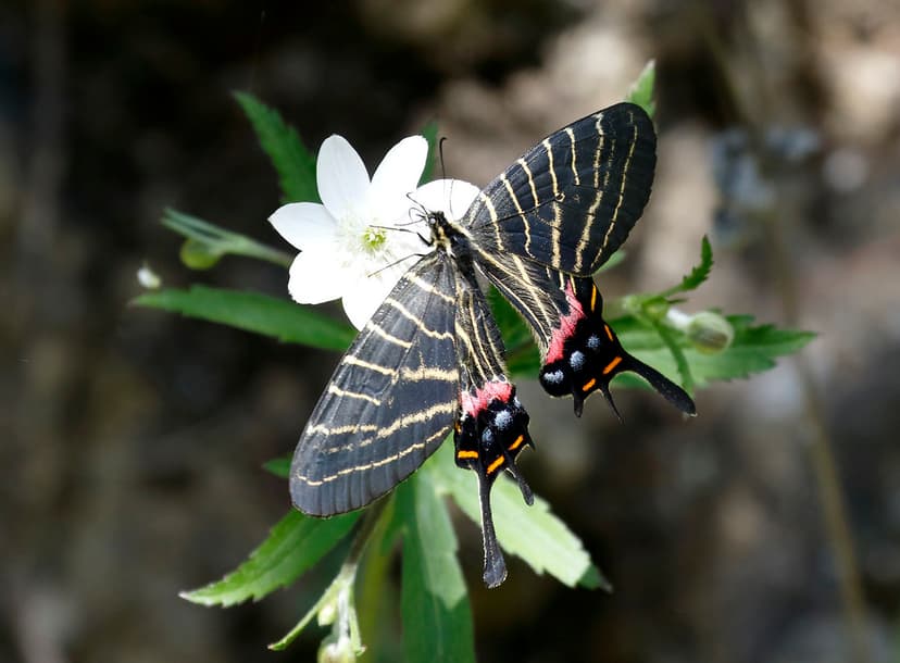 Chinese Three-tailed Swallowtail_16-06-05_Bhutanitis thaid… | Flickr