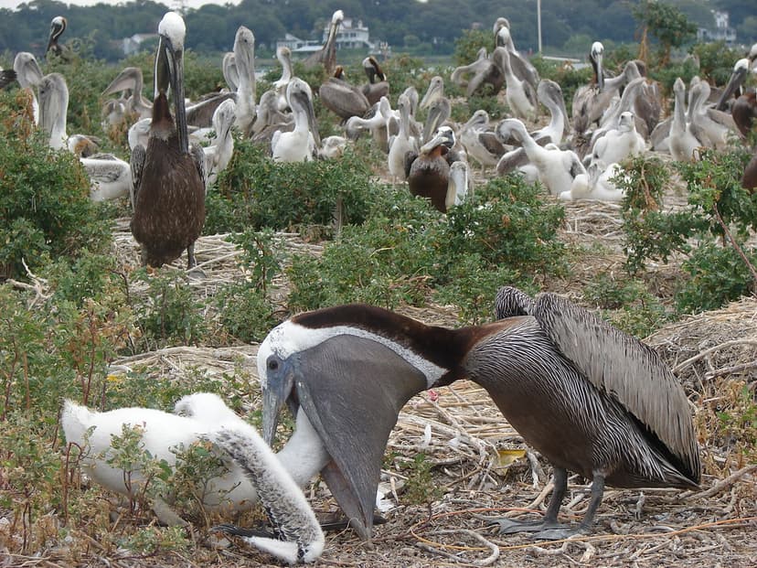 Pelican Feeds Young | No, this adult brown pelican isn't try… | Flickr