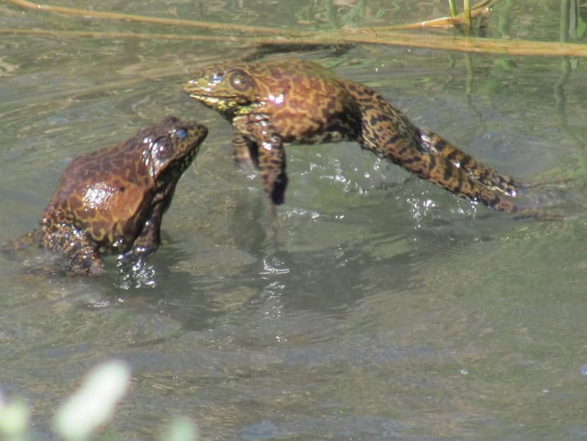 American Bullfrog (Lithobates catesbeianus) | Two male bullf… | Flickr