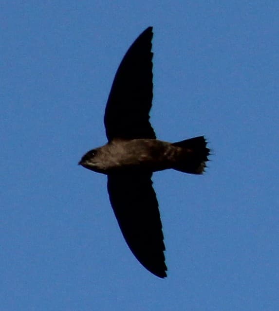 Chimney Swift | Chaetura pelagica 22 Aug 2012 CA, LA Co., Lo… | Flickr