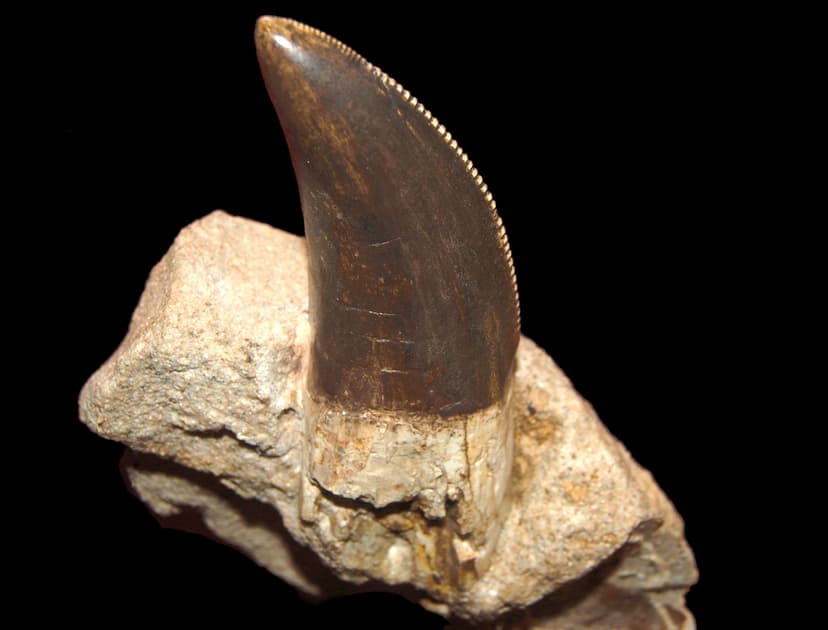 File:Carcharodontosaurus tooth in Vienna.jpg - Wikimedia Commons