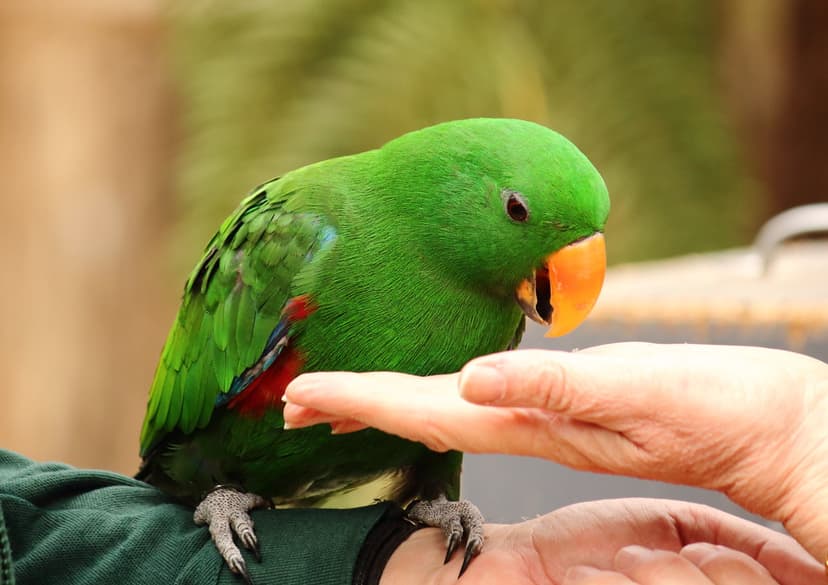 Hand feeding a male Eclectus parrot at Healesville Sanctua… | Flickr