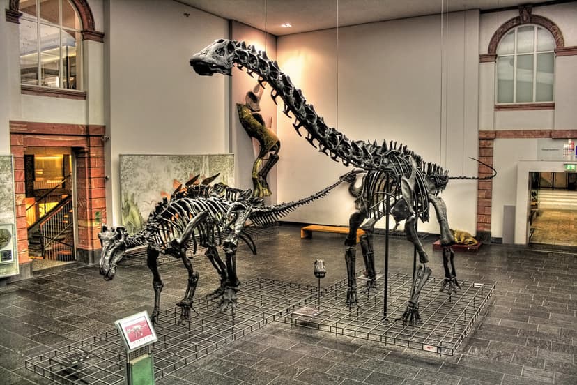 Frankfurt am Main - Senkenberg Museum - Diplodocus und Edm… | Flickr