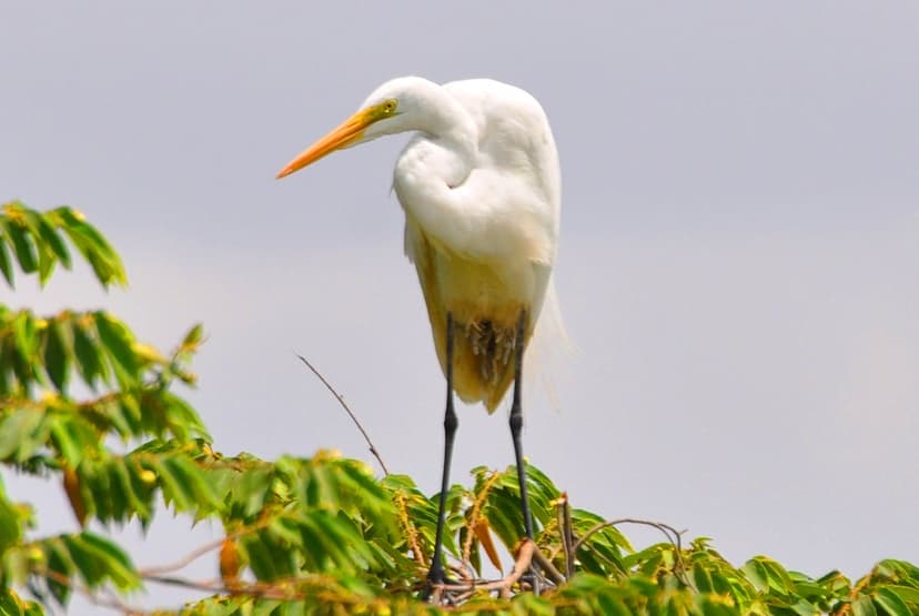 Great white Heron, Ardea alba Linnaeus, 1758; Family: Arde… | Flickr