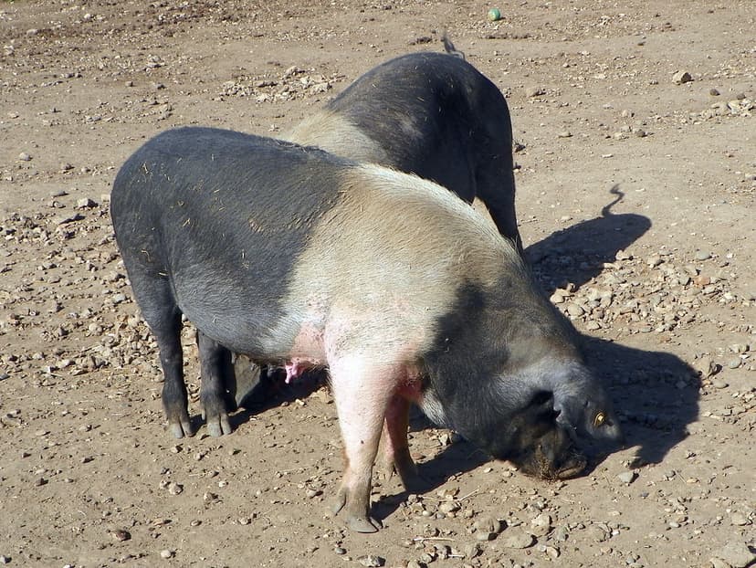 Saddleback pigs | Saddleback breed of domestic pig (Sus scro… | Flickr