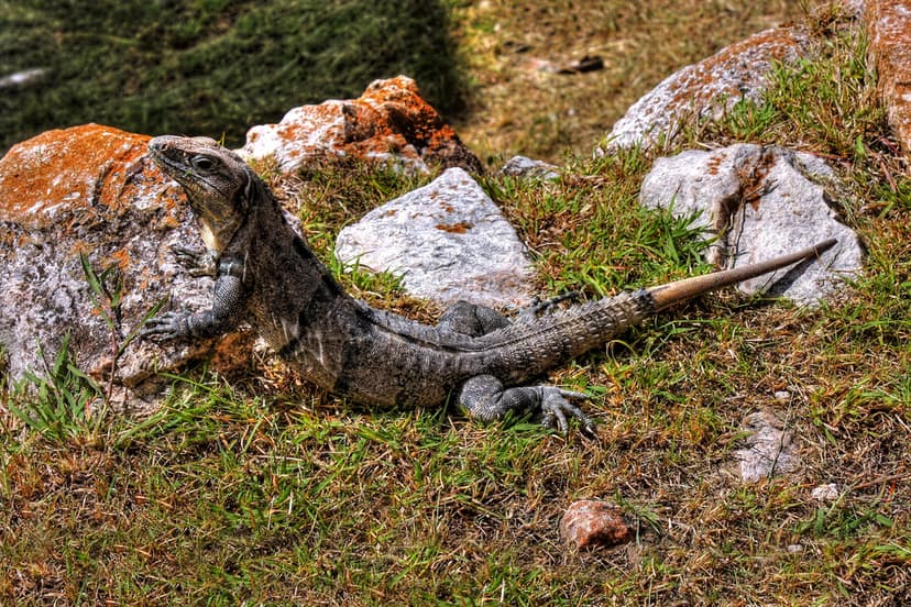 Uxmal MEX - Gemeiner Schwarzleguan - black iguana - Ctenos… | Flickr
