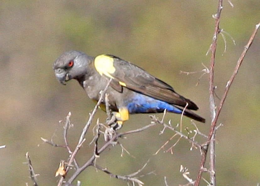 Ruppell's Parrot (Poicephalus rueppellii) | Hobatere Lodge K… | Flickr