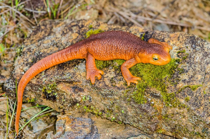 Sierra Newt - Taricha sierrae | March 2012, Northern Califor… | Flickr