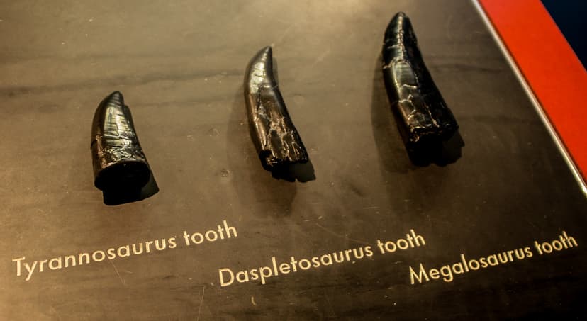 Dino Teeth. | Taken at the Natural History Museum, London. | Adam ...