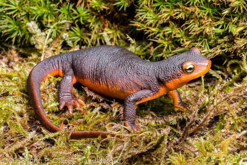 Sierra Newt - Taricha sierrae | January 2013, from northern … | Flickr