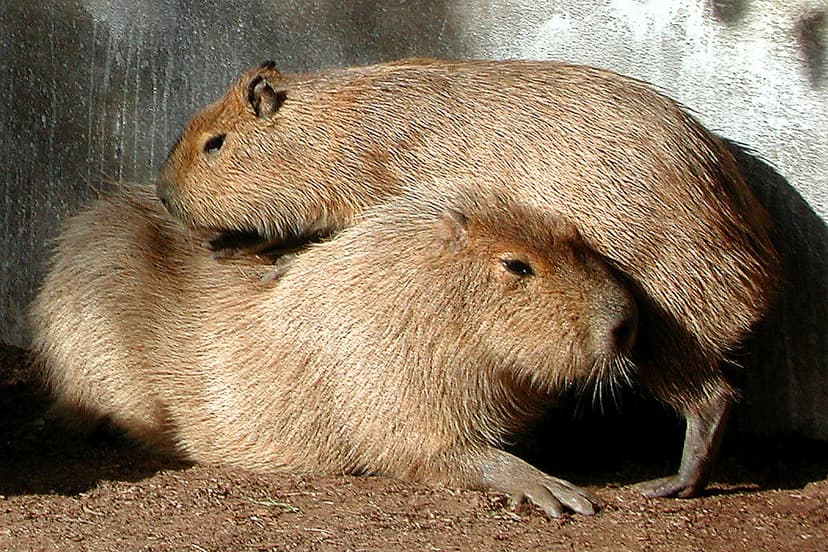 Capybara Pair San Diego Zoo | Rodents of unusual size! Reall… | Flickr