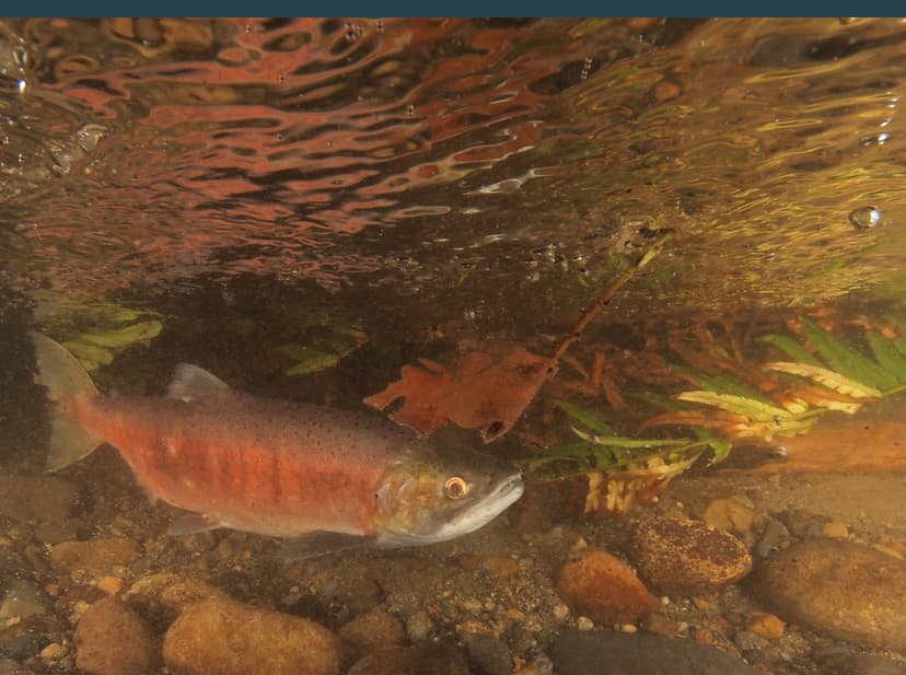 Swimming through Ferns | Photo Credit: Roger Tabor, USFWS Th… | Flickr