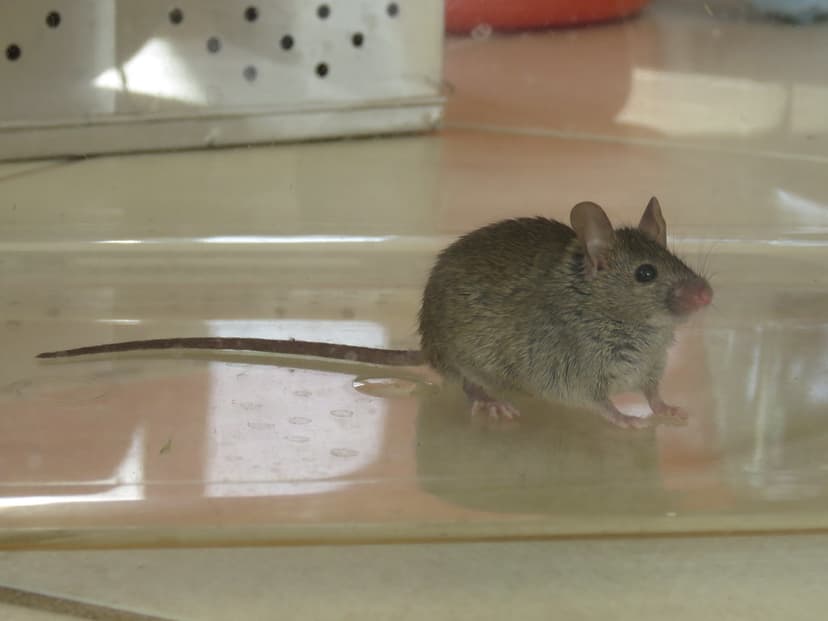 Mus musculus | Mus musculus Linnaeus, 1758, House Mouse, Ara… | Flickr