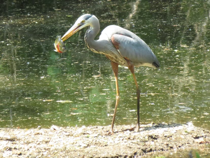 Ardea herodias (great blue heron) (Newark, Ohio, USA) 1 | Flickr