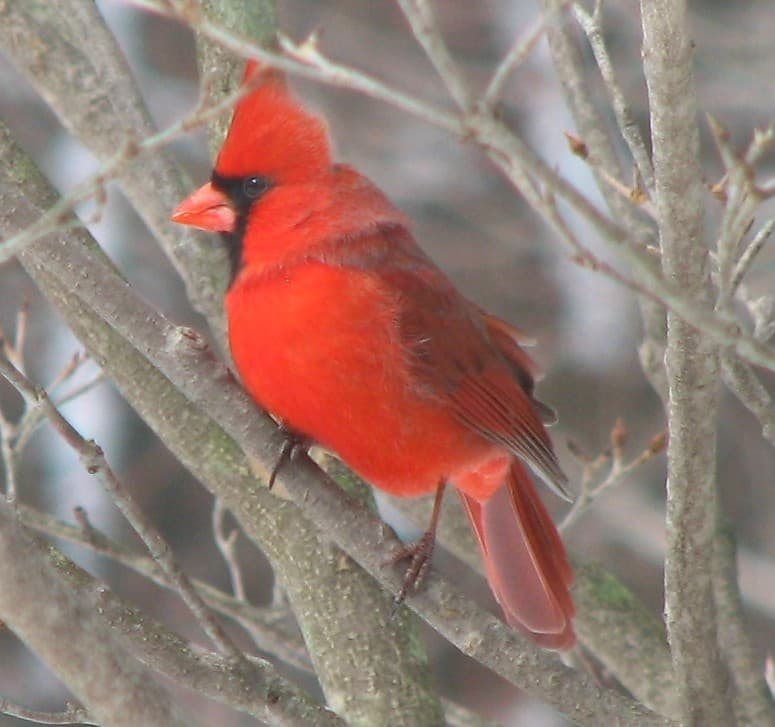Cardinalis cardinalis (northern cardinal) 2 | Cardinalis car… | Flickr