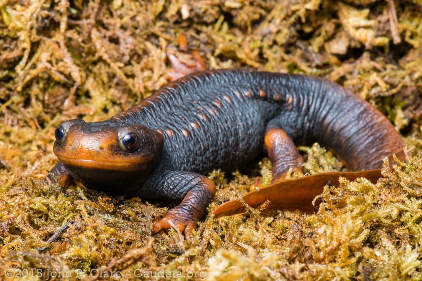 Tylototriton verrucosus - Himalayan Crocodile Newt | Flickr