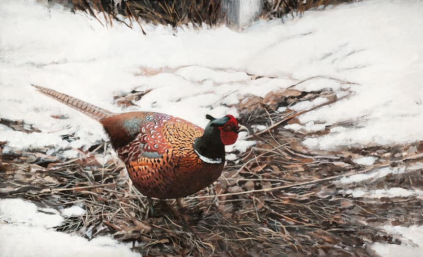 Phasianus colchicus | Common Pheasant | Tom Björklund | Flickr