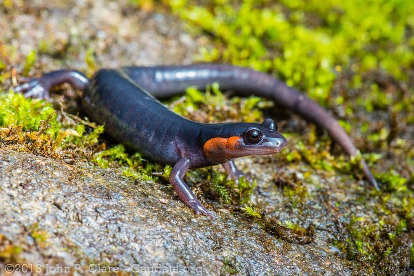 Plethodon jordani - Jordan's Salamander | Photographed in Gr… | Flickr