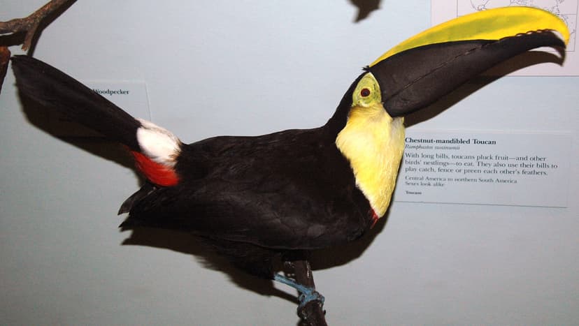 Ramphastos swainsonii (chestnut-mandibled toucan) | Ramphast… | Flickr