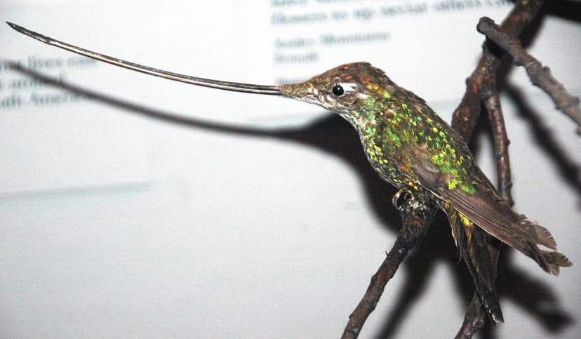 Ensifera ensifera (sword-billed hummingbird) | Ensifera ensi… | Flickr