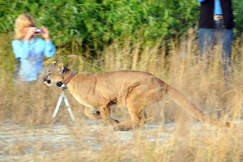 Going... | The panther sprints down an empty path toward the… | Flickr