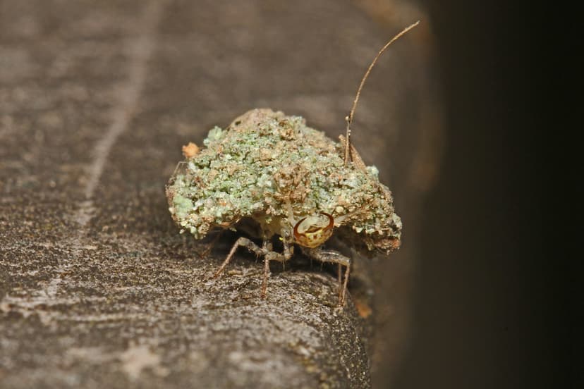 Green Lacewing larva - Leucochrysa species, Leesylvania St… | Flickr