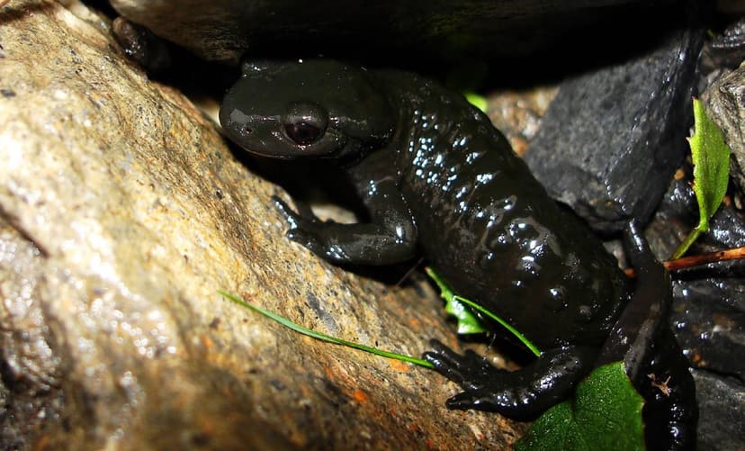 Salamandra atra | This picture was taken in Pont de Nant nat… | Flickr