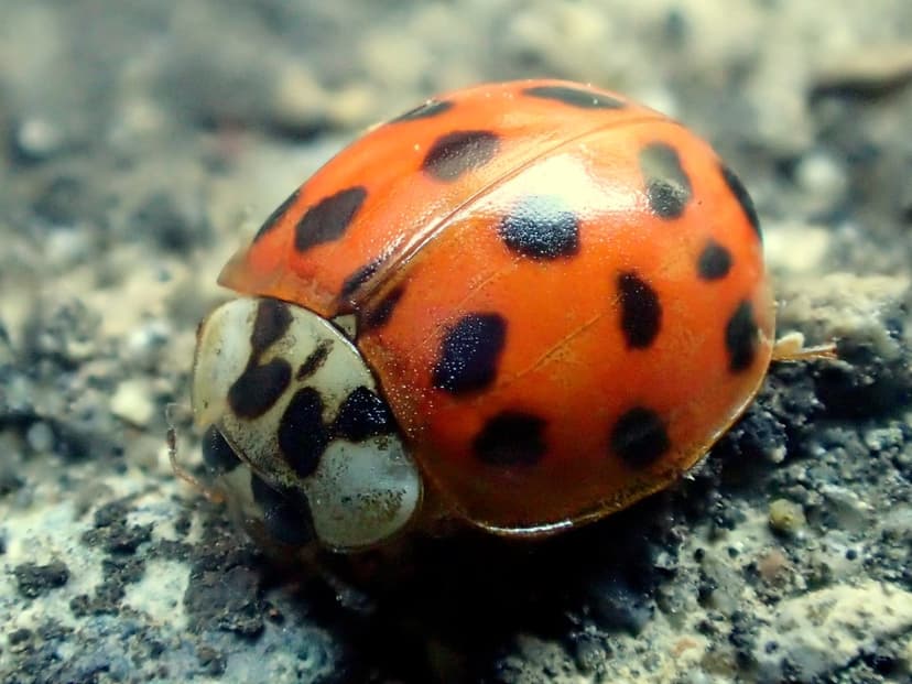 Multicolored Asian Lady Beetle or Ladybug Harmonia axyridi… | Flickr