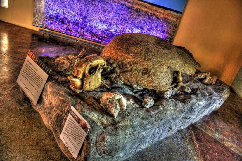 Calakmul MEX - Glyptodon | Glyptodon (Greek for "grooved or … | Flickr