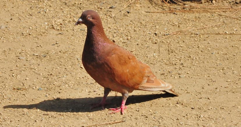 Brown Rock Dove aka Rock Pigeon (Columba livia) | The Rock D… | Flickr