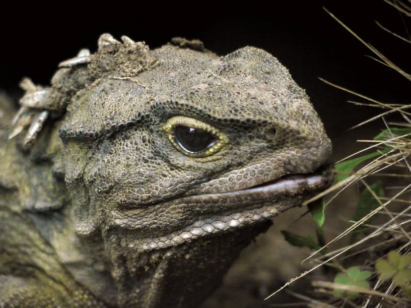 Tuatara | Tuatara are endemic to New Zealand. They grow very… | Flickr