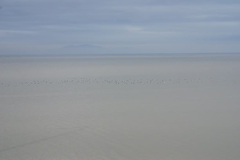 Shorebirds in the shallows, east end of San Mateo Bridge | Flickr