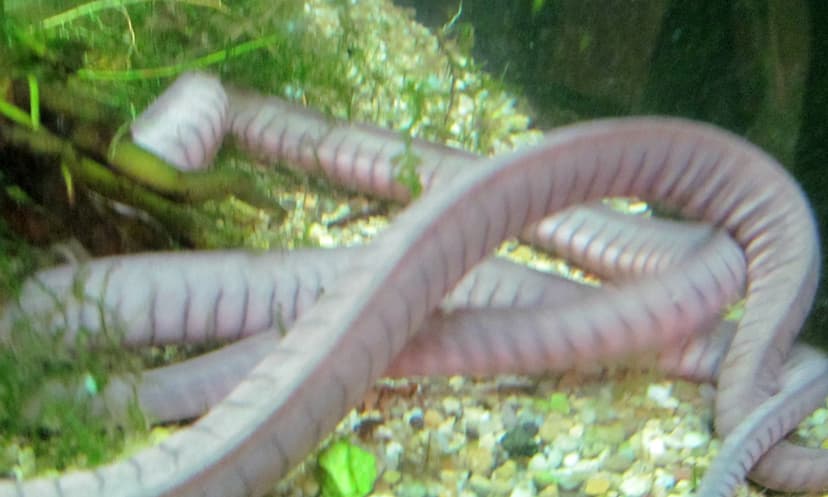 Caecilians | Limbless, nearly eyeless amphibians. | Eden, Janine ...