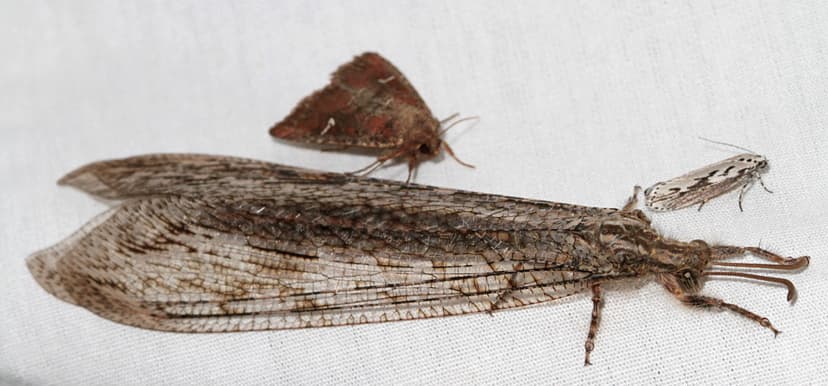 Big antlion and friends | These huge adult antlions, Vella f… | Flickr