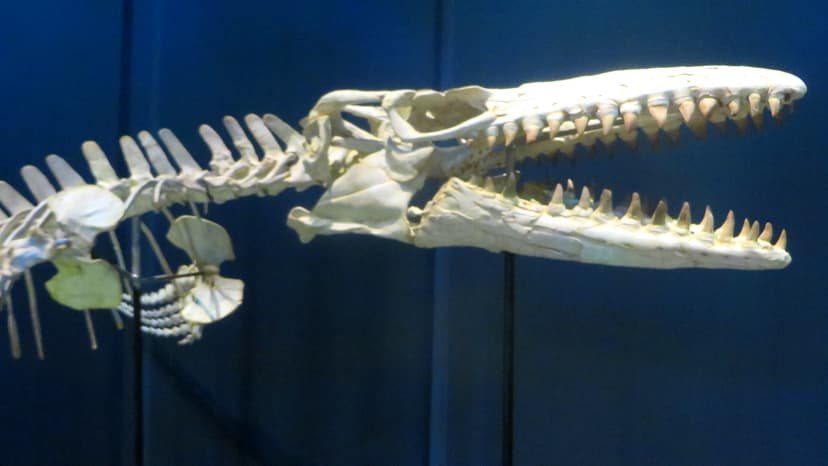 Mosasaur | Prehistoric marine reptile. | Eden, Janine and Jim | Flickr