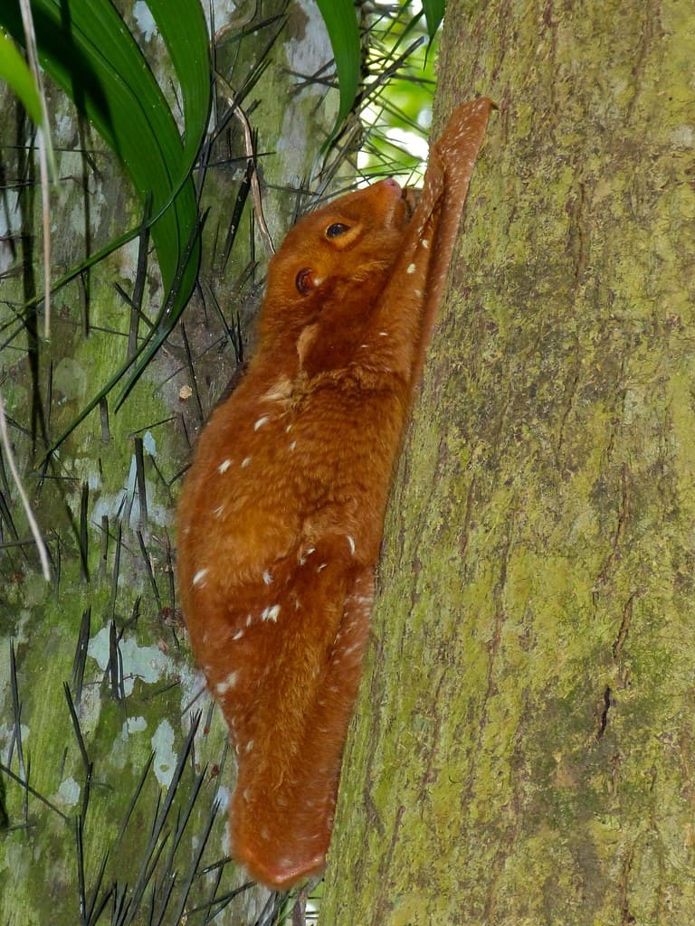 Sunda Colugo (Galeopterus variegatus) "red" morph ... | Flickr