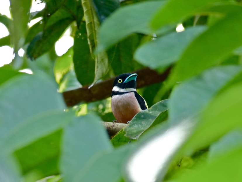 Black-and-yellow Broadbill (Eurylaimus ochromalus) | Flickr