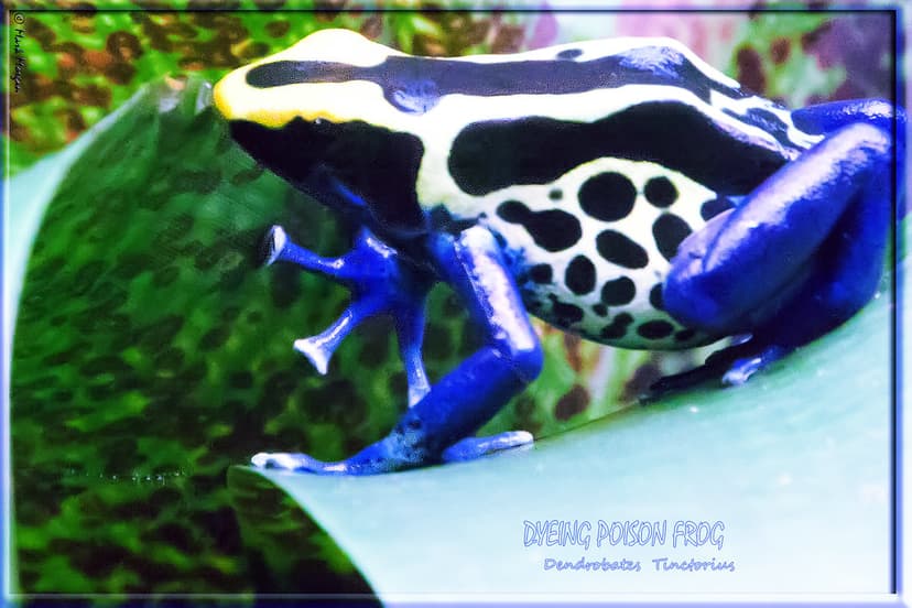 0062 Dyeing Poison Frog | Tiny Poison Dart Frog, showing of … | Flickr