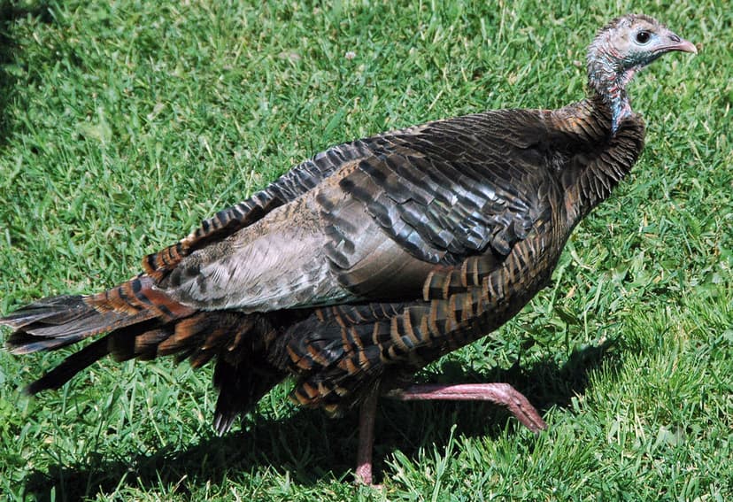 Meleagris gallopavo (wild turkey) | Meleagris gallopavo Linn… | Flickr