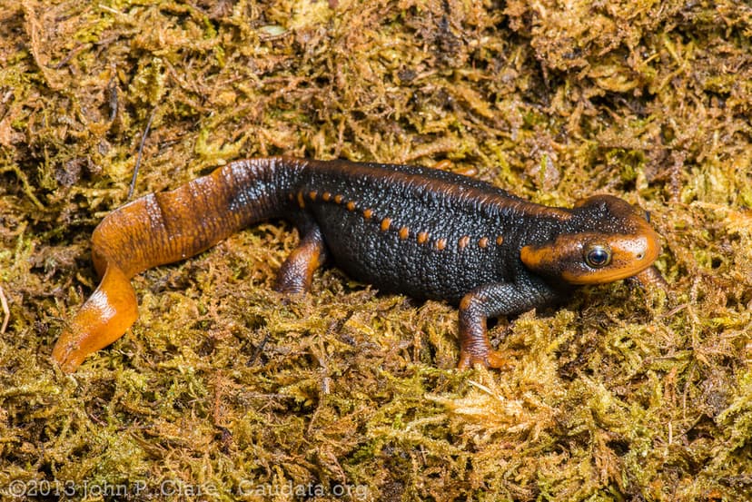 Tylototriton verrucosus - Himalayan Crocodile Newt | Flickr