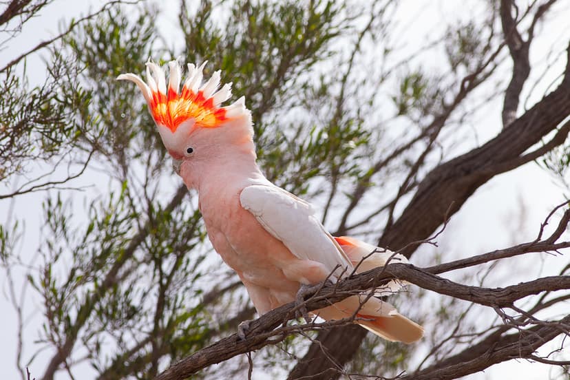 Major Mitchell's Cockatoo (Lophochroa leadbeateri) | Flickr