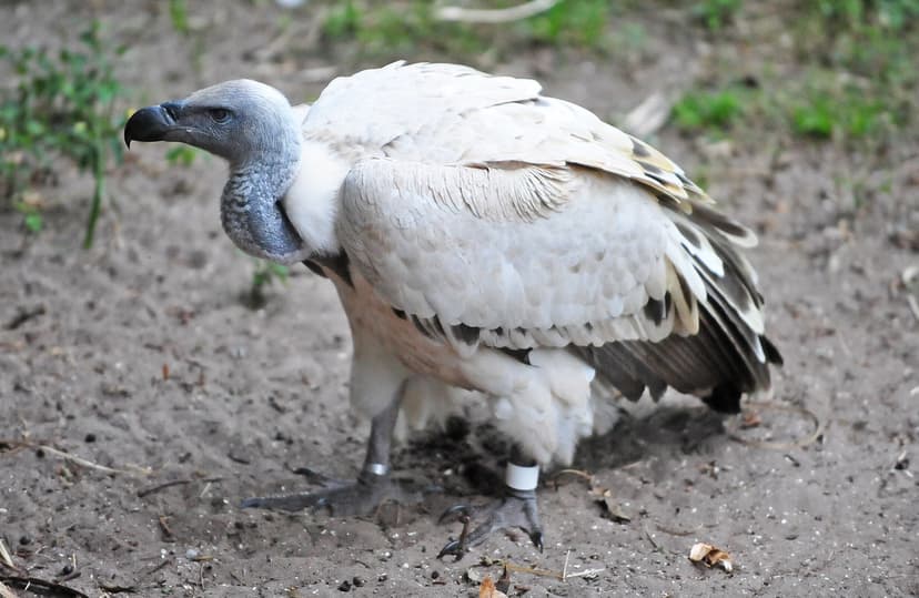 Cape Griffon Vulture (Gyps coprotheres) | The Cape Griffon o… | Flickr
