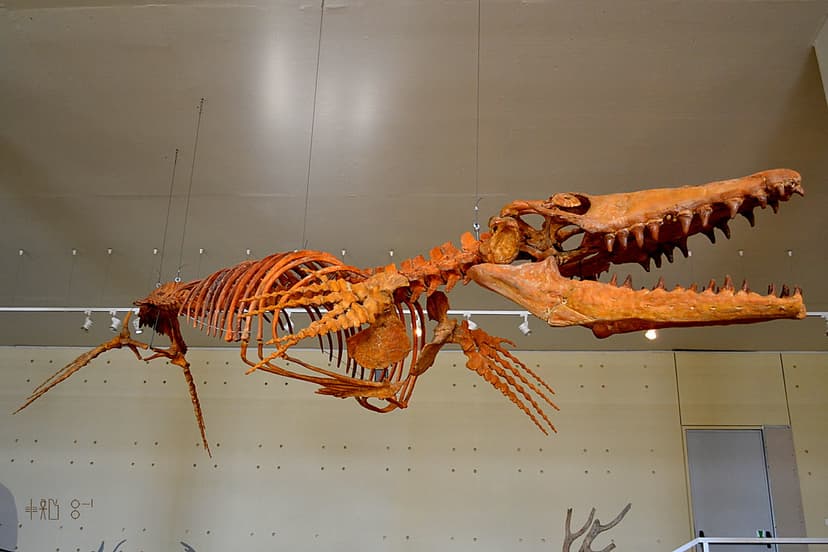 Mosasaur, Palaeontological Museum of the Geology departmen… | Flickr